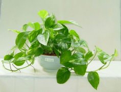 佛山三水順德新房去甲醛的技巧有哪些？